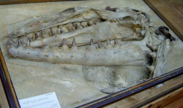 The Mosasaurus hoffmannii skull found near Maastricht around 1770.